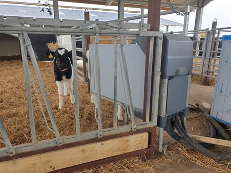 Calf behind an automatic milk feeder at Cobblers farm 